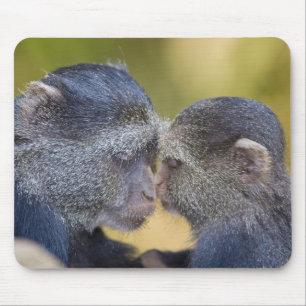Tapis De Souris Afrique. Tanzanie. Singe bleu mère avec jeune