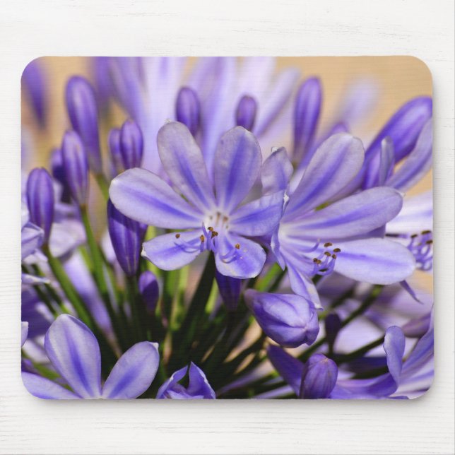 Tapis De Souris Agapanthus (Devant)