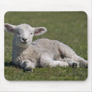 Tapis de souris agneau mignon