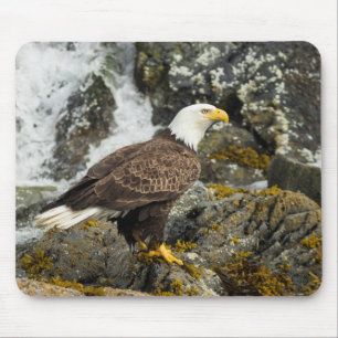 Tapis De Souris Aigle à tête blanche
