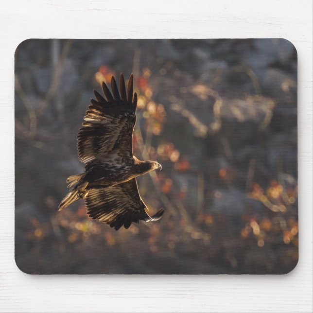 Tapis De Souris Aigle dans l'heure dorée (Devant)