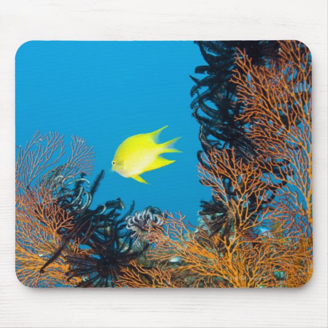 Tapis De Souris Aiguille (Amblyglyphidodon aureus) (Devant)