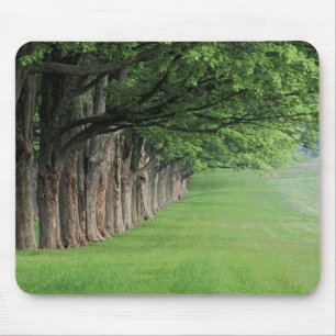 Tapis De Souris Alignement d'arbres majestueux, Louisville, Kentuc