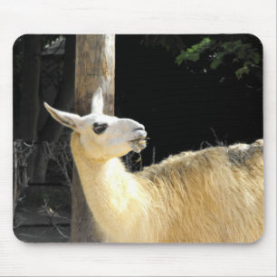 Tapis De Souris Alimentation de lama