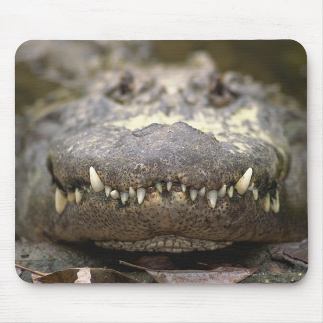 Tapis De Souris Alligator américain (Devant)