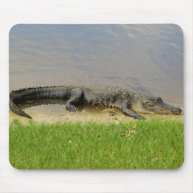 Tapis De Souris Alligator américain - Nice et calme (Devant)