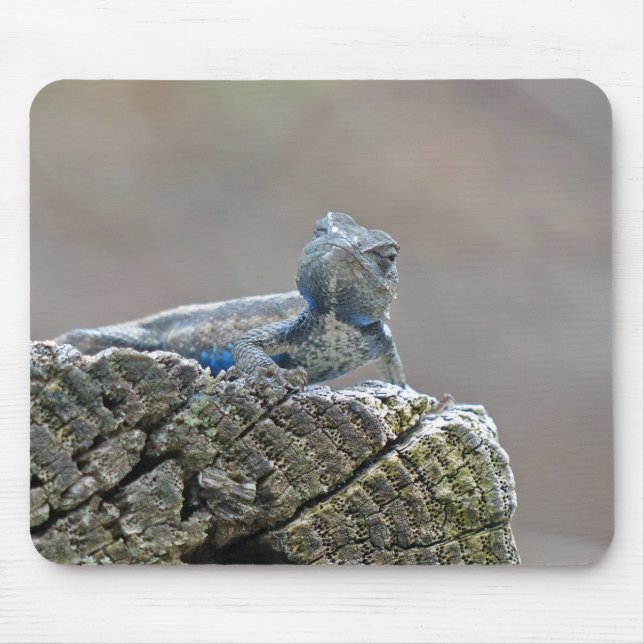 Tapis De Souris Alligator du ventre bleu Lizard (Devant)
