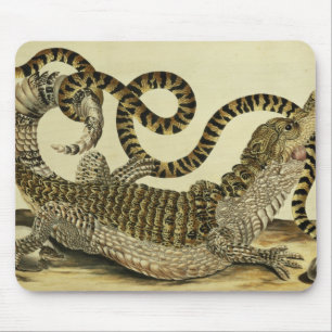 Tapis De Souris Alligator et serpent, 1730 (gravure colorée)