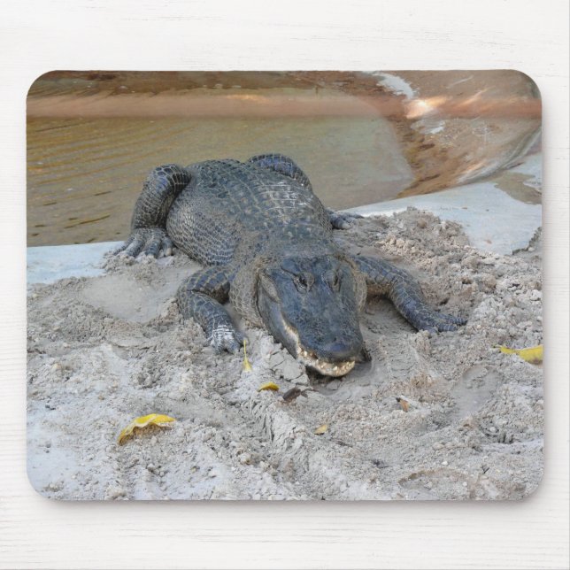 Tapis De Souris Alligator, Fort Lauderdale, Floride (Devant)