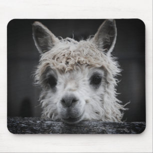 Tapis de souris Alpaca curieux