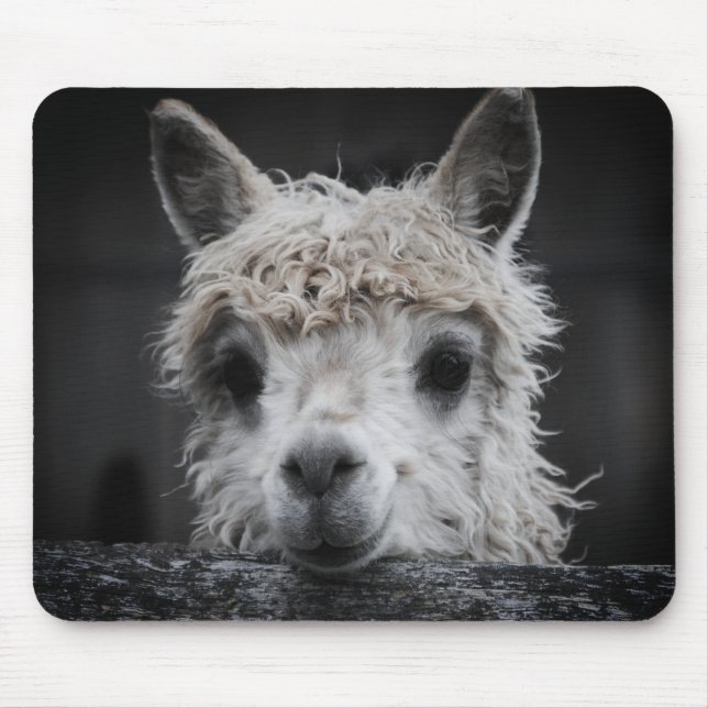 Tapis de souris Alpaca curieux (Devant)