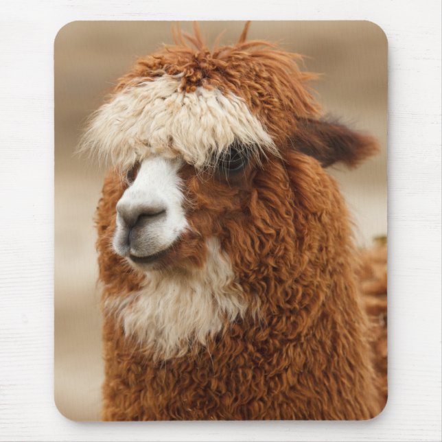 Tapis De Souris Alpaca mousepad (Devant)