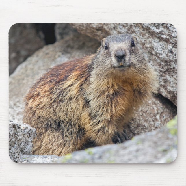 Tapis de souris alpin de Marmot (Devant)