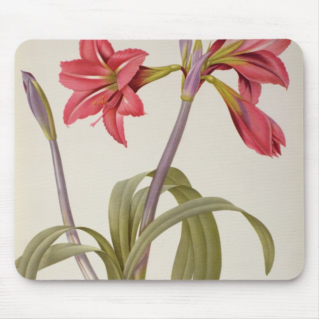 Tapis De Souris Amaryllis Brasiliensis (Devant)