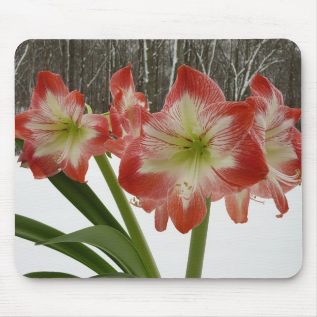 Tapis De Souris Amaryllis en Fête Rouge Neige Hiver Floral (Devant)