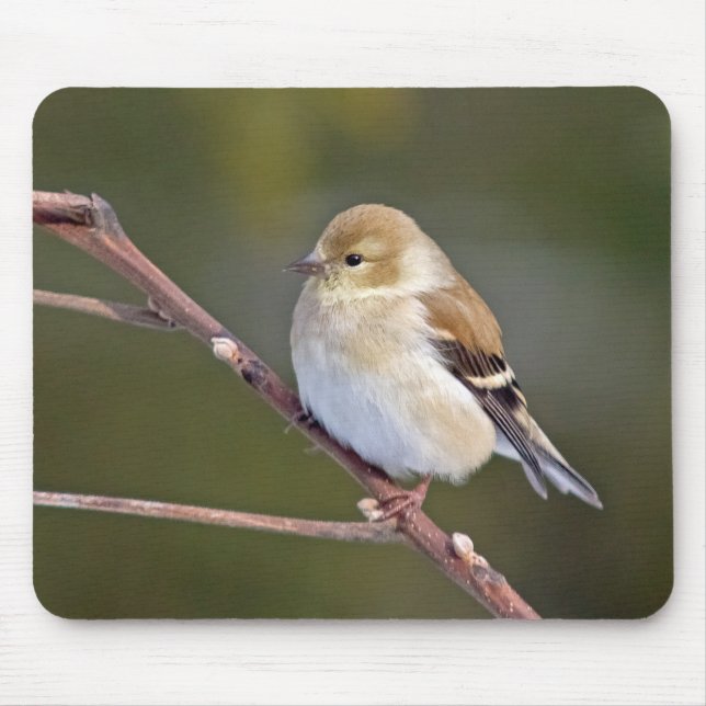 Tapis De Souris Américain Goldfinch (Devant)
