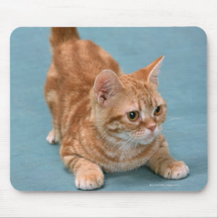 Tapis De Souris Américain Shorthair 3