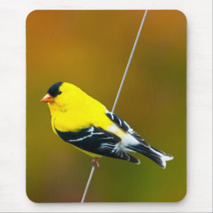 Tapis De Souris American Goldfinch - Photo originale