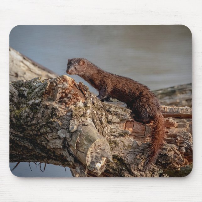 Tapis De Souris American Mink (Devant)