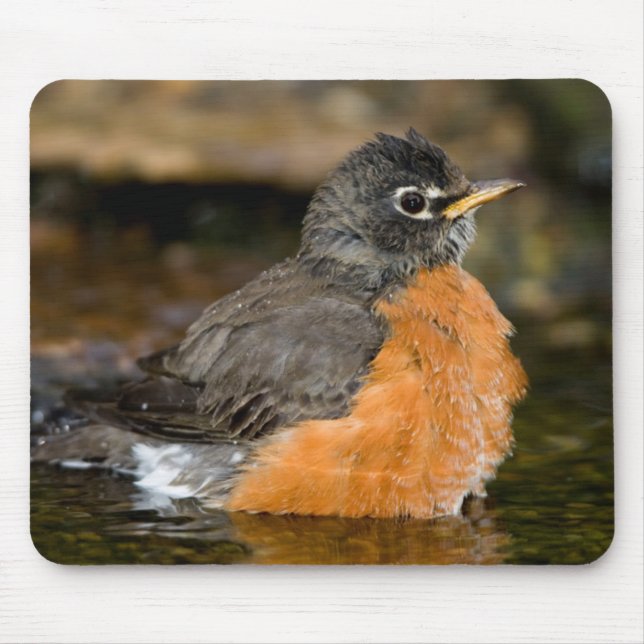 Tapis De Souris American Robin bain 2 (Devant)