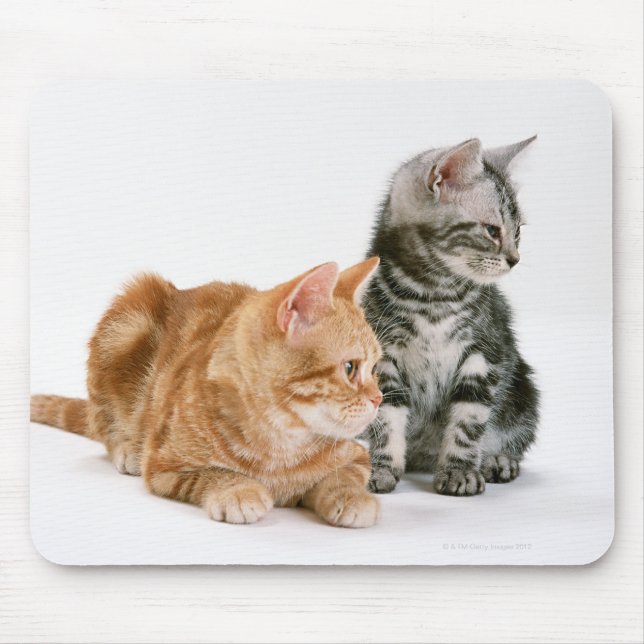 Tapis De Souris American Shorthair Cat 2 (Devant)