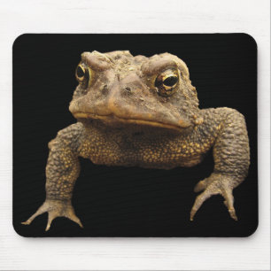 Tapis De Souris American Toad