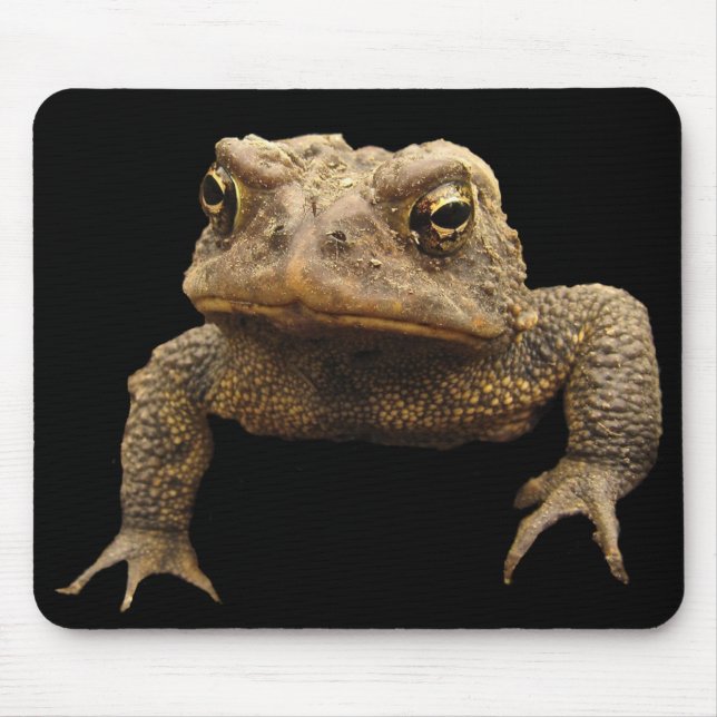 Tapis De Souris American Toad (Devant)