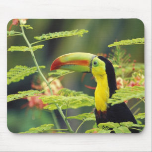 Tapis De Souris Amérique centrale, Honduras. Toucan à prix Keel