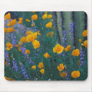 Tapis De Souris Amérique du Nord, États-Unis, Arizona, Cactus orgu
