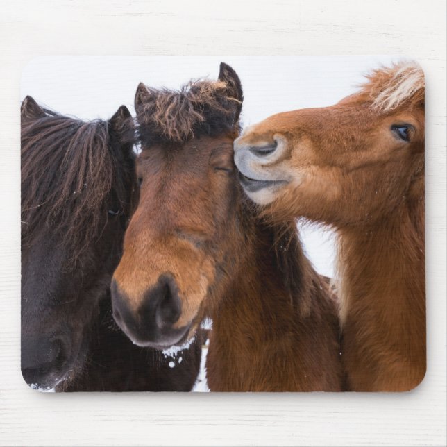 Tapis De Souris Amis du cheval islandais, Islande (Devant)