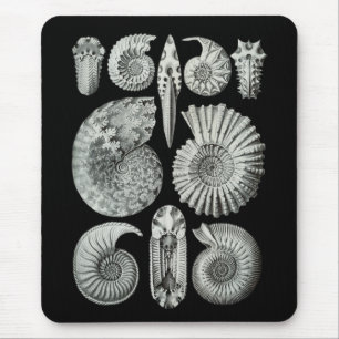 Tapis De Souris Ammonites