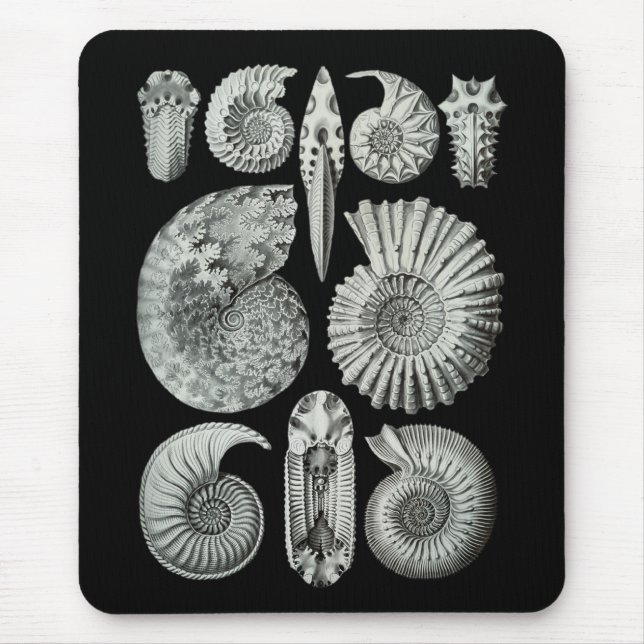 Tapis De Souris Ammonites (Devant)