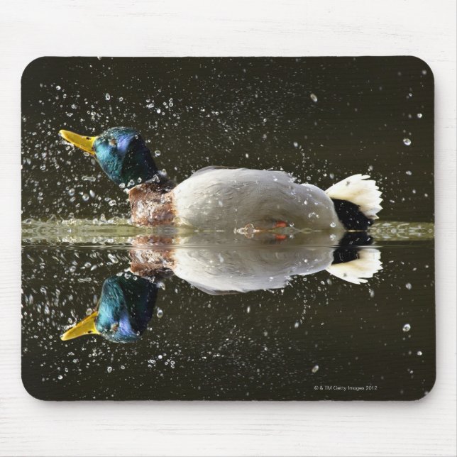 Tapis De Souris (Anas platyrhyncus), secouer l'eau après (Devant)