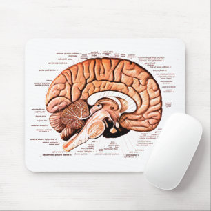 Tapis De Souris Anatomie du cerveau humain Diagramme Médicale Nouv