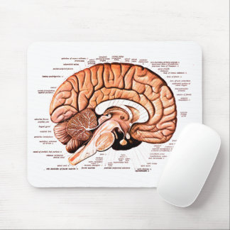 Tapis De Souris Anatomie du cerveau humain Diagramme Médicale Nouv