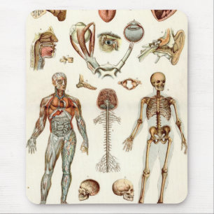 Tapis De Souris Anatomie du corps humain