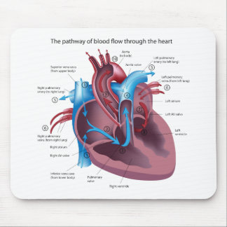 Tapis De Souris Anatomie Mousepad de coeur