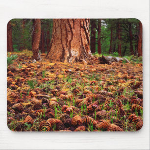 Tapis De Souris Ancien arbre de Ponderosa aux cônes de pins