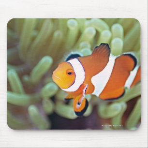 Tapis De Souris Anemonefish 4 de clown
