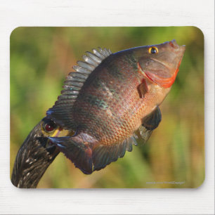 Tapis De Souris Anhinga et poissons