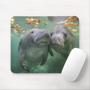 Tapis De Souris Animaux de bébés cutest   Deux Manatees