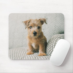 Tapis De Souris Animaux de bébés cutest   Norfolk Terrier Puppy