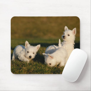 Tapis De Souris Animaux de bébés cutest   West Highland White Terr