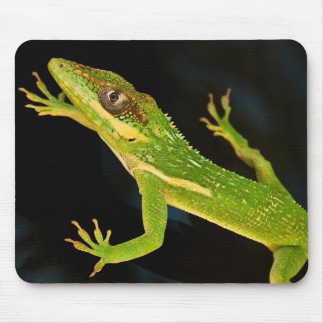 Tapis De Souris Anole vert (Devant)