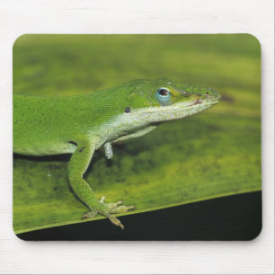 Tapis De Souris Anolis vert, Anolis carolinensis, adulte sur un pa