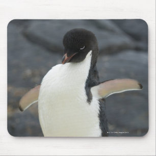 Tapis De Souris Antarctique