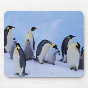 Tapis De Souris Antarctique, Emporer Penguins