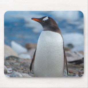 Tapis De Souris Antarctique. Port Neko. Manchot papou