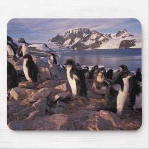 Tapis De Souris Antarctique, poussins de manchots Adélie
