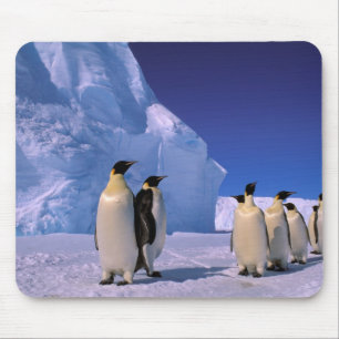 Tapis De Souris Antarctique, Territoire antarctique australien, 7